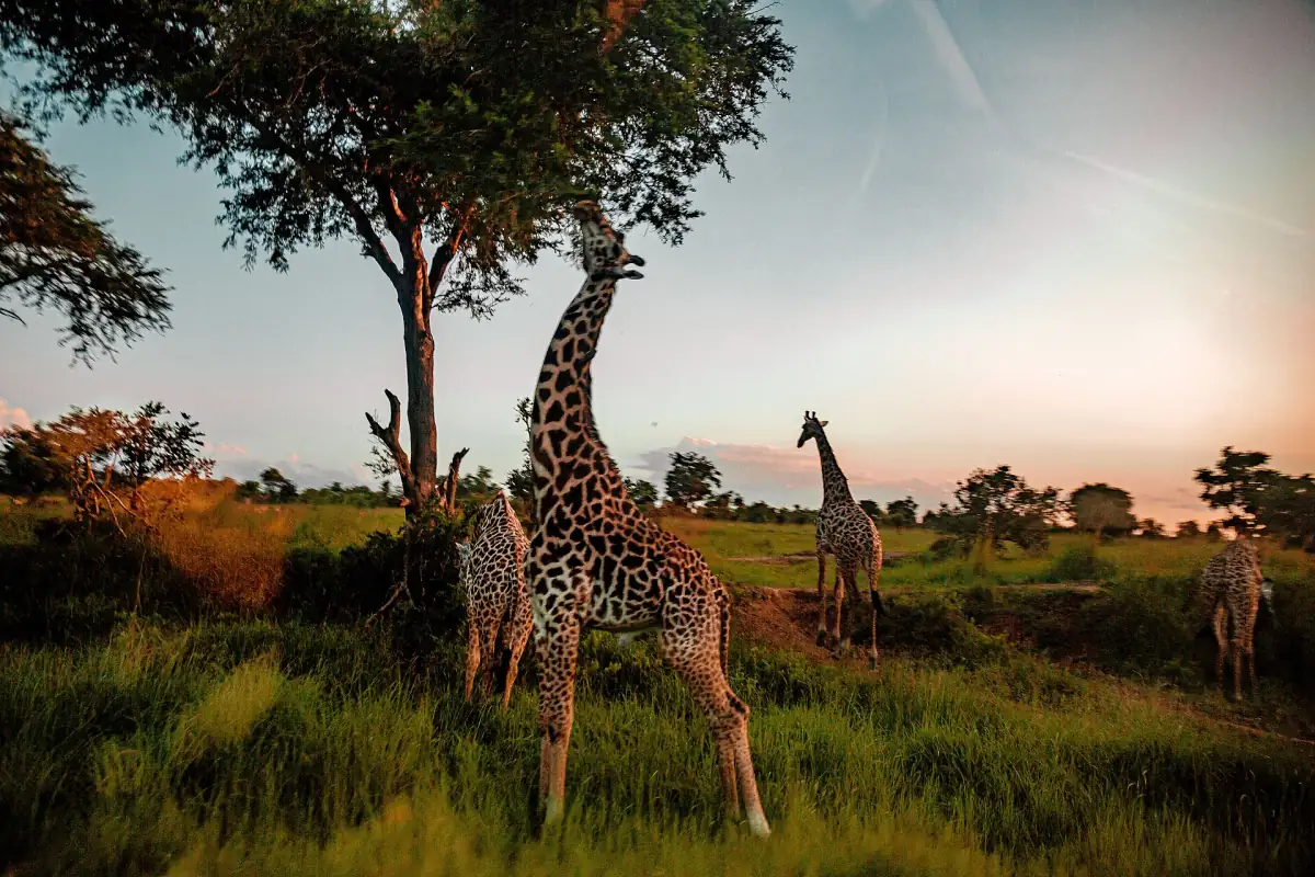 Giraffe eet van een acacia in warm avondlicht