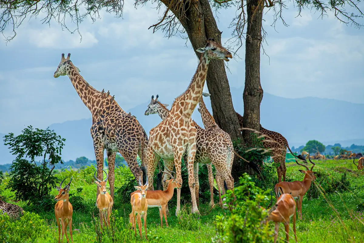 Giraffengruppe und Impalas stehen unter Bäumen