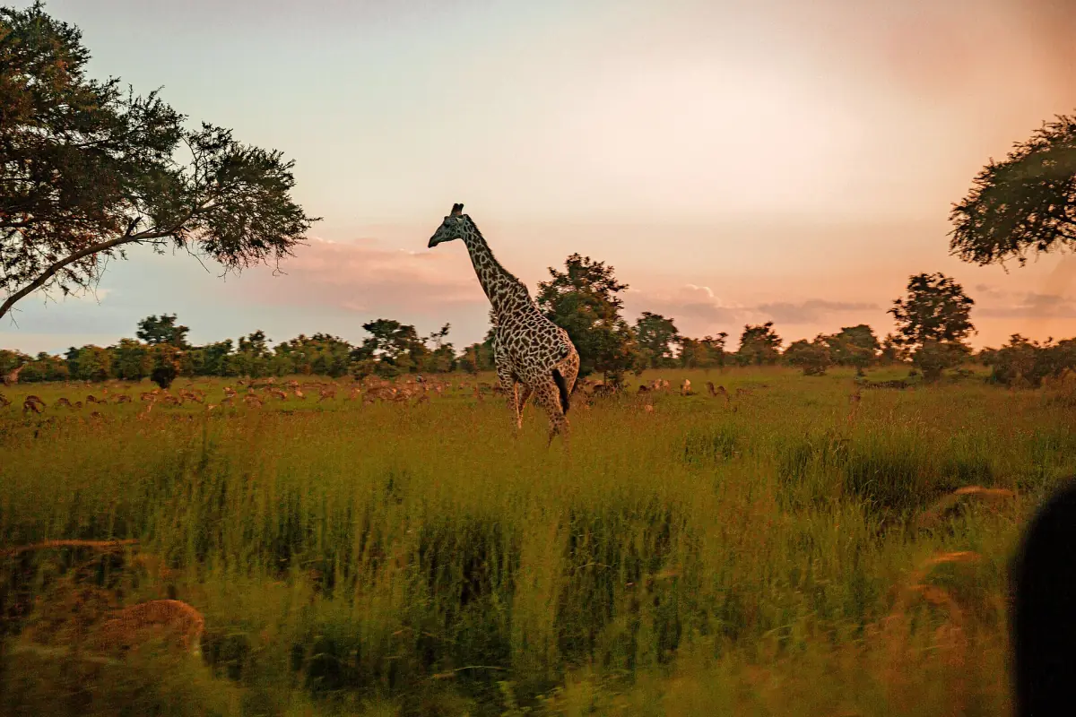 Giraffe steht im grünen Grasland bei Mikumi
