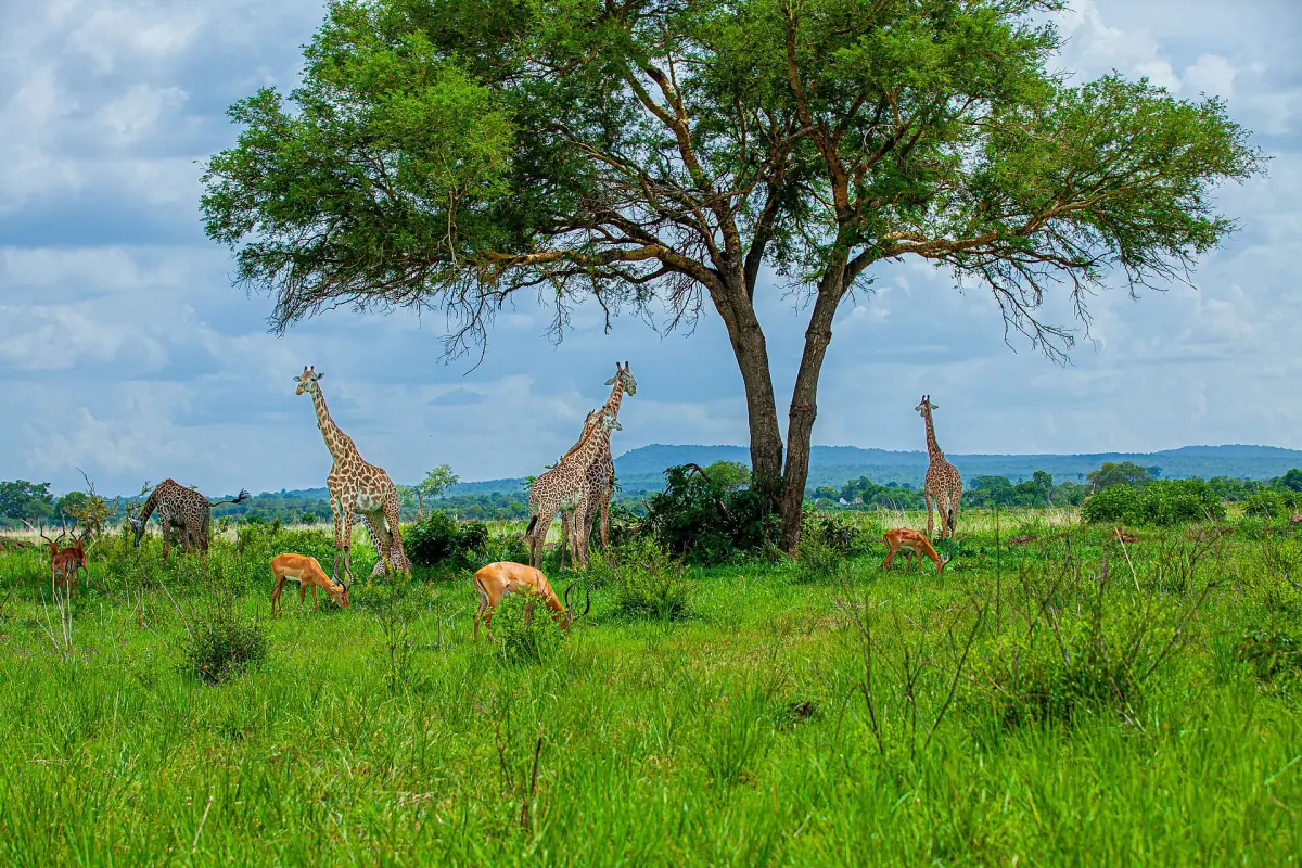 Giraffen und Antilopen unter einer Akazie auf der grünen Ebene von Mikumi