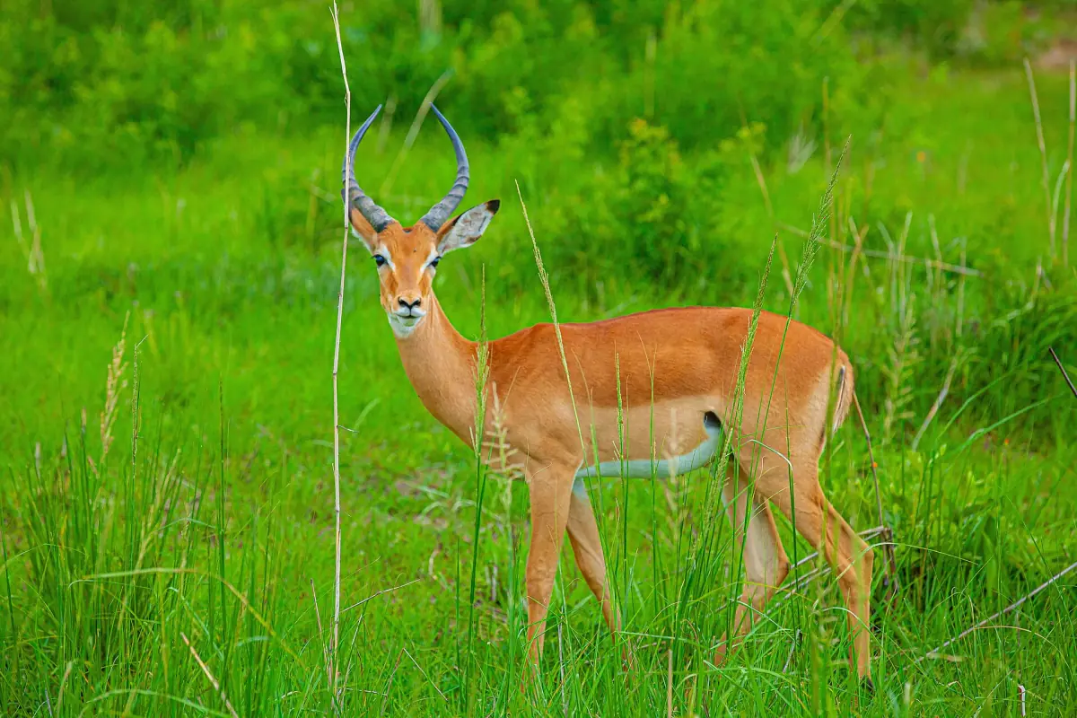 Male impala standing in lush green grass