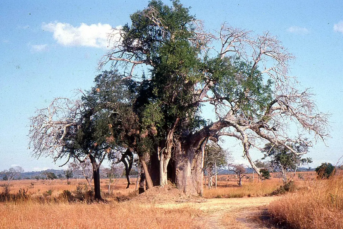 Großer Baobab ragt über trockenes Grasland in Mikumi