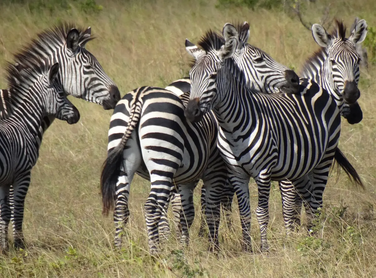 Zebragruppe steht dicht beieinander auf der Savanne