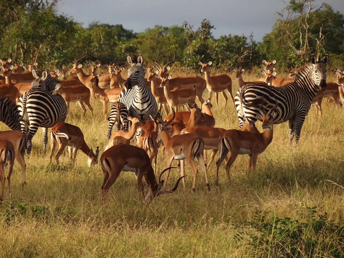 Zebras und Impalas gemischt auf einer Lichtung im Buschland