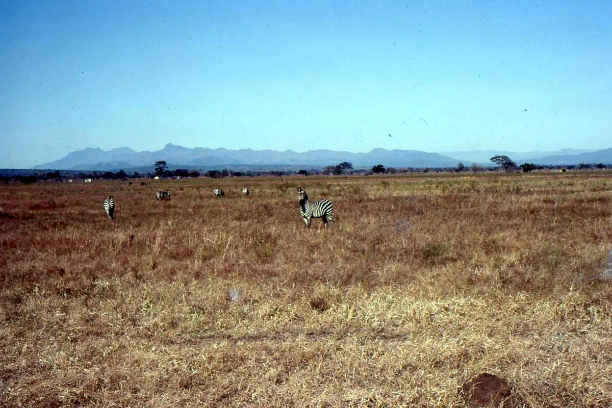 Zebras grasen auf der weiten flachen Mkata-Ebene vor Bergen
