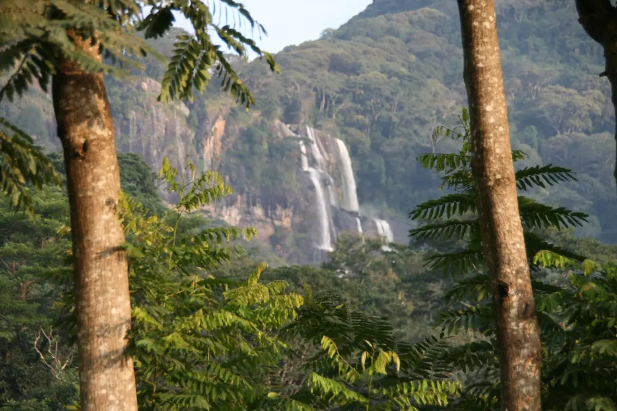 Wasserfall an einer bewaldeten Steilwand zwischen Baumstämmen