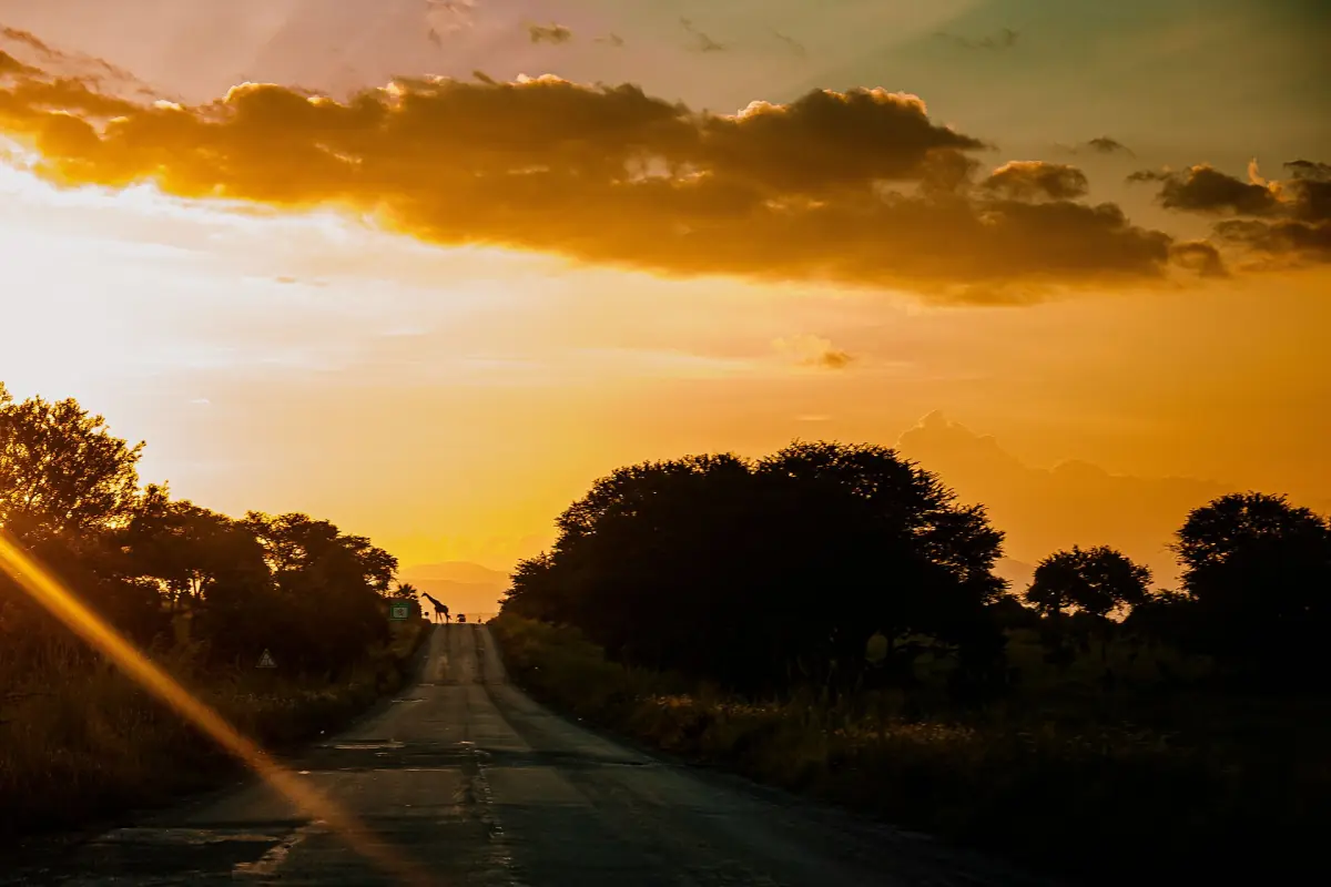 Tarred road through savanna woodland at sunset