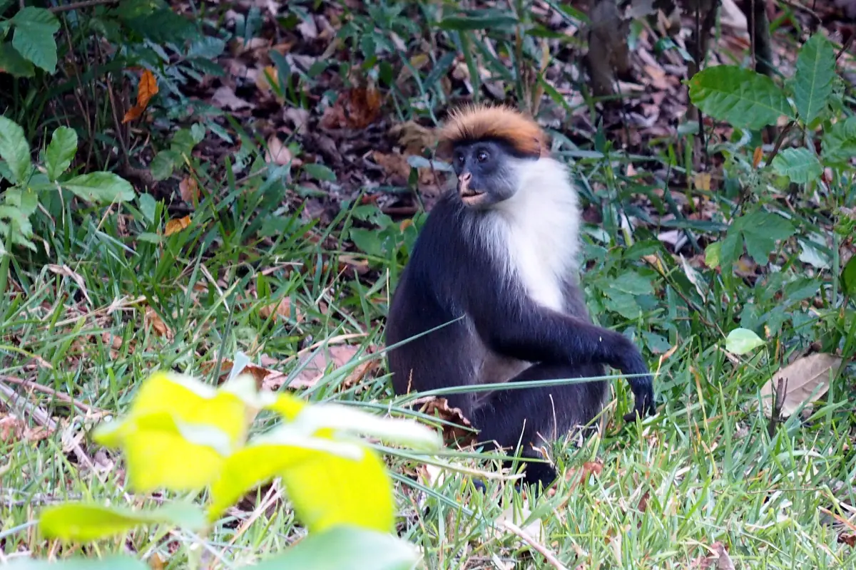 Udzungwa-Stummelaffe am Waldrand